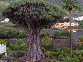 TEIDE+ICOD+GARACHICO+MASCA