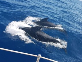 TENERIFE SAILING CHARTERS DE LUJO