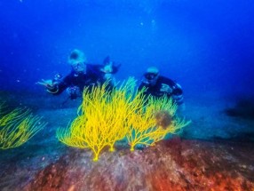 ATLANTIC ECO DIVING BUCEO 