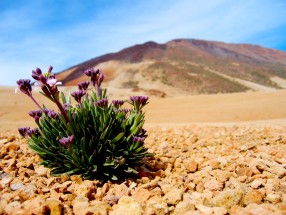 TEIDE PARQUE NACIONAL