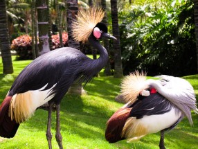 Loro Parque