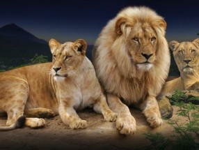 Loro Parque