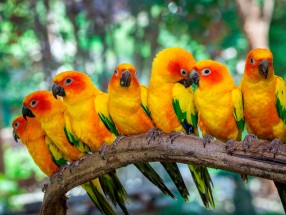 Loro Parque