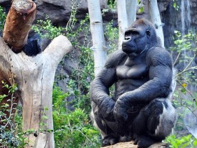 Loro Parque