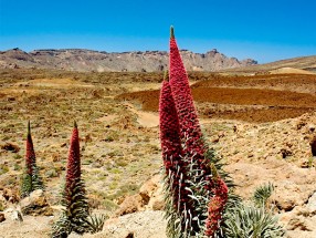 TEIDE PARQUE NACIONAL