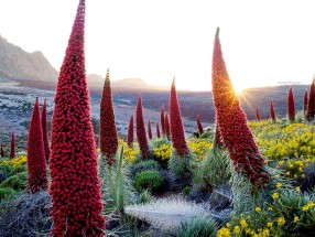 TEIDE PARQUE NACIONAL