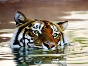 Aqualand + Jungle Park (entrada doble)